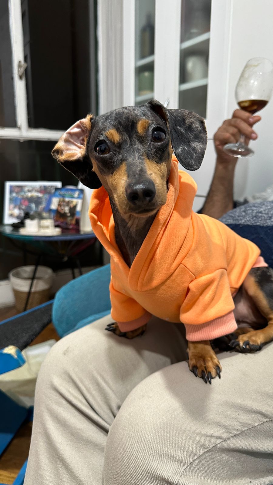 Foto real de la mascota, antes de la transformación
