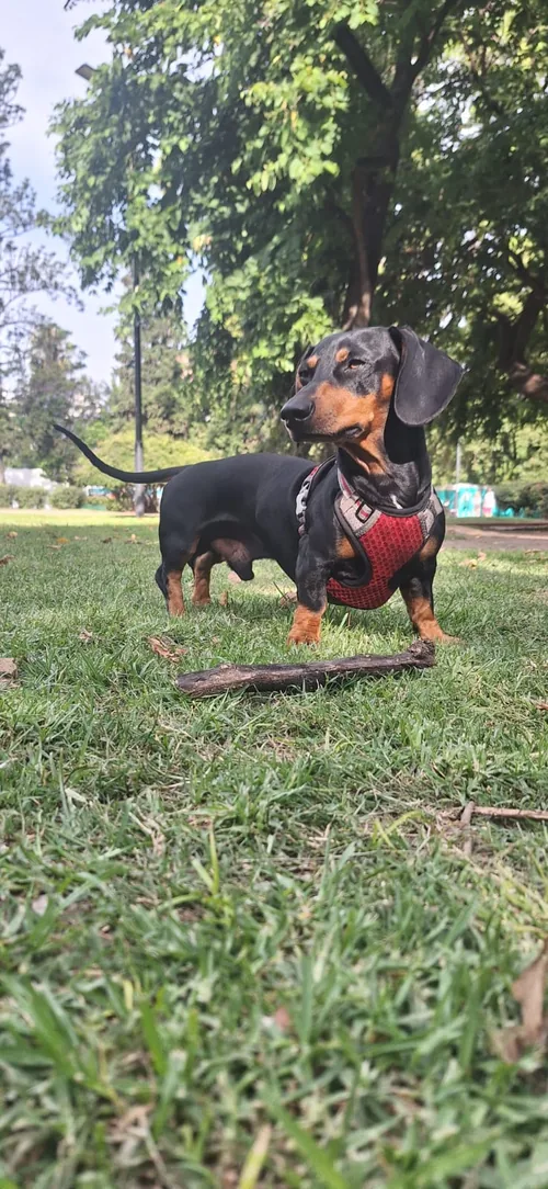 Foto real de la mascota, antes de la transformación